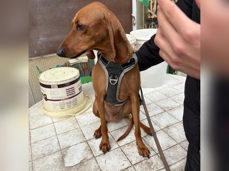 Ciro - wunderschöner, junger Bub