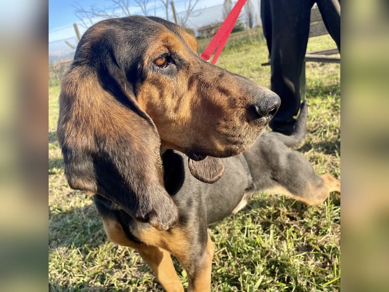 Fulvio (Fhul) - dynamischer lieber Bub