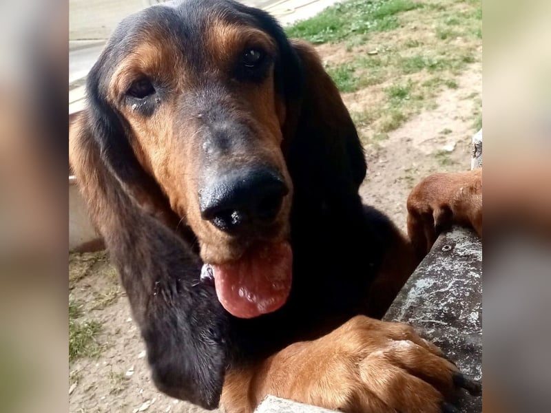 Fulvio (Fhul) - dynamischer lieber Bub