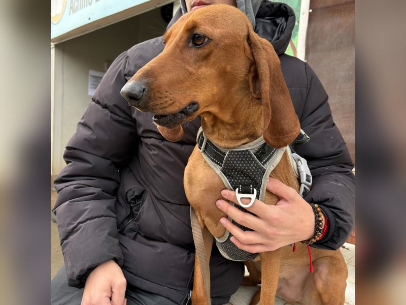 Ciro - wunderschöner, junger Bub