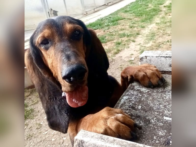 Fulvio (Fhul) - dynamischer lieber Bub