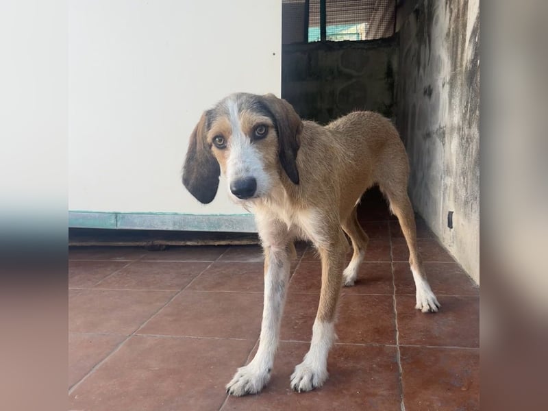 Sigmund - in Deutschland - zunächst schüchtern, dann  kuschelig - End- oder Pflegestelle gesucht