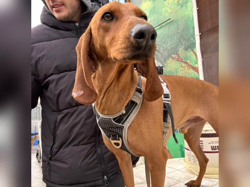 Ciro - wunderschöner, junger Bub