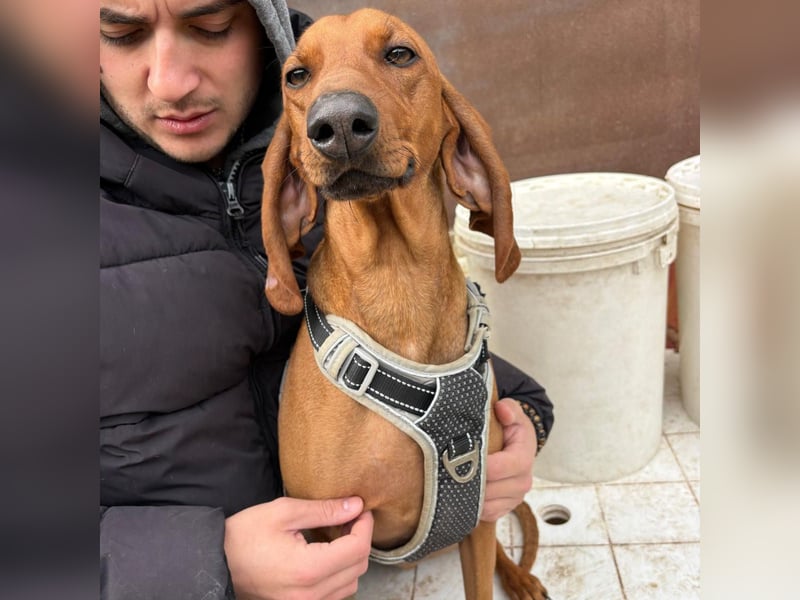 Ciro - wunderschöner, junger Bub