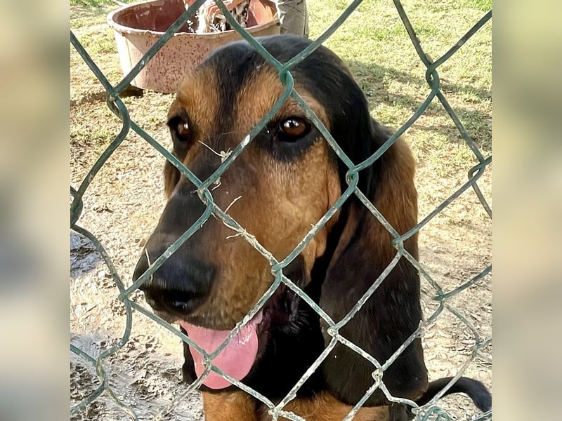 Fulvio (Fhul) - dynamischer lieber Bub