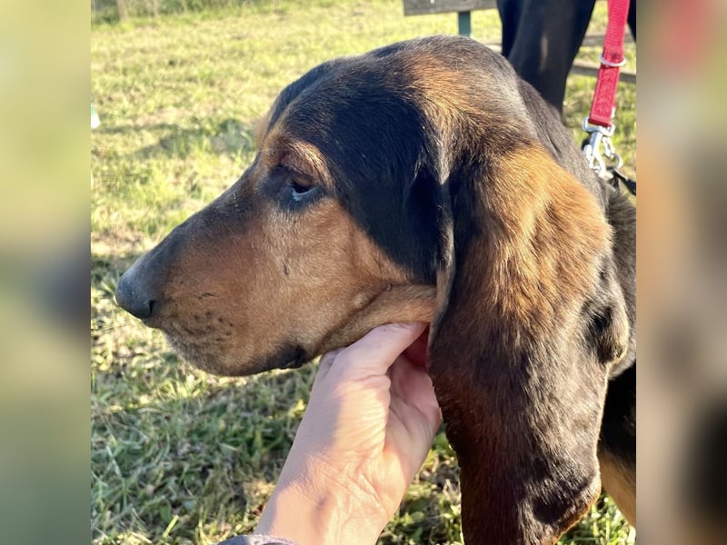 Fulvio (Fhul) - dynamischer lieber Bub