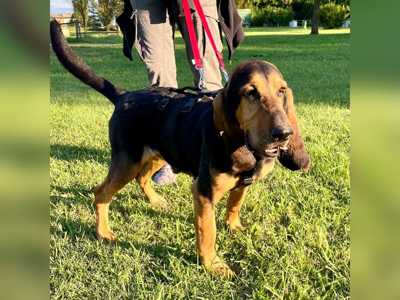 Fulvio (Fhul) - dynamischer lieber Bub