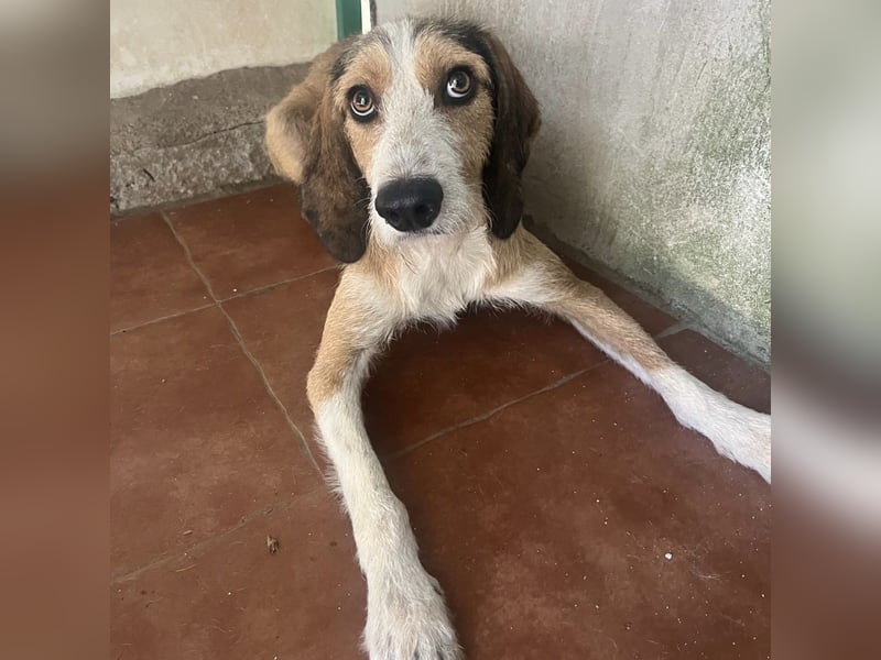 Sigmund - in Deutschland - zunächst schüchtern, dann  kuschelig - End- oder Pflegestelle gesucht