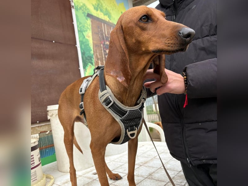 Ciro - wunderschöner, junger Bub