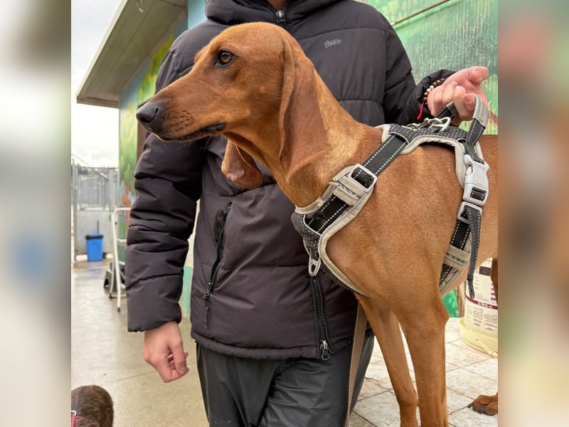 Ciro - wunderschöner, junger Bub