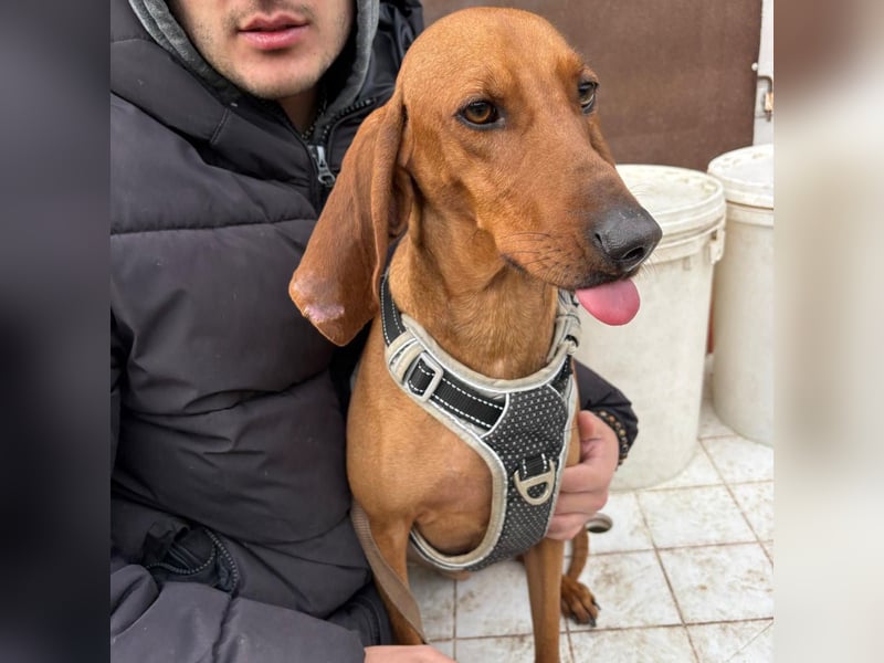 Ciro - wunderschöner, junger Bub