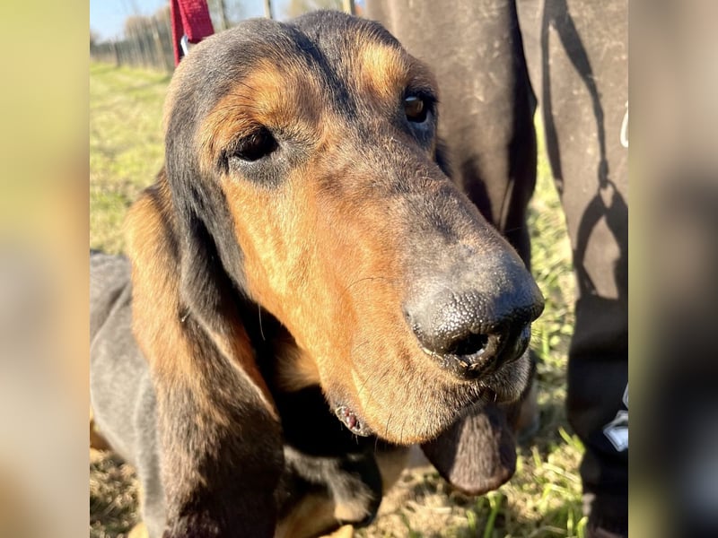 Fulvio (Fhul) - dynamischer lieber Bub