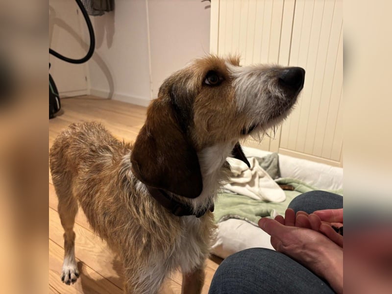 Sigmund - sensible, kuschelige, rauhhaarige Jagdnase sucht Zuhause bei ebensolchen Hundemenschen