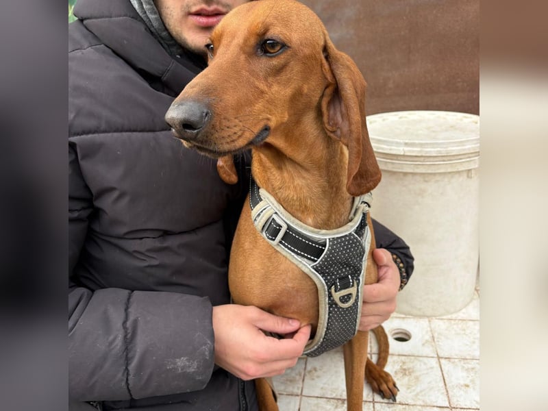 Ciro - wunderschöner, junger Bub