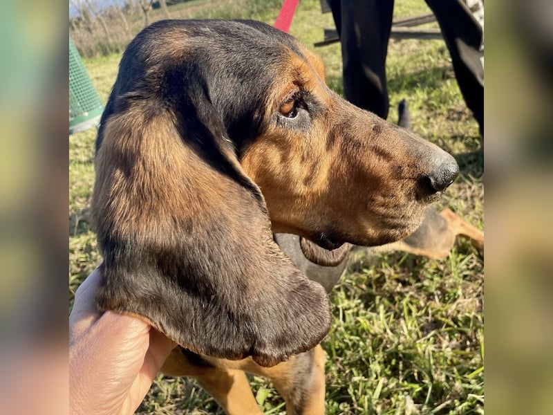 Fulvio (Fhul) - dynamischer lieber Bub