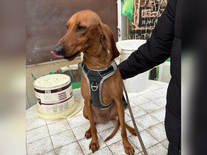 Ciro - wunderschöner, junger Bub