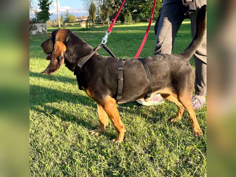 Fulvio (Fhul) - dynamischer lieber Bub