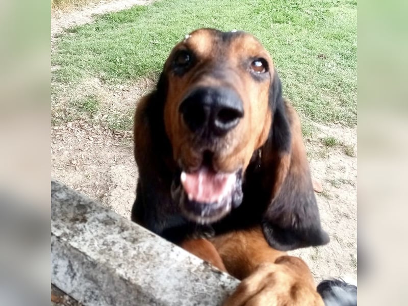 Fulvio (Fhul) - dynamischer lieber Bub