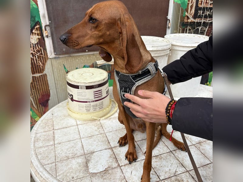 Ciro - wunderschöner, junger Bub