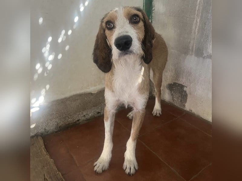 Sigmund - in Deutschland - zunächst schüchtern, dann  kuschelig - End- oder Pflegestelle gesucht