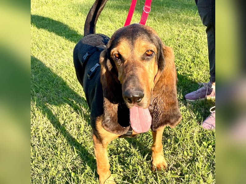 Fulvio (Fhul) - dynamischer lieber Bub