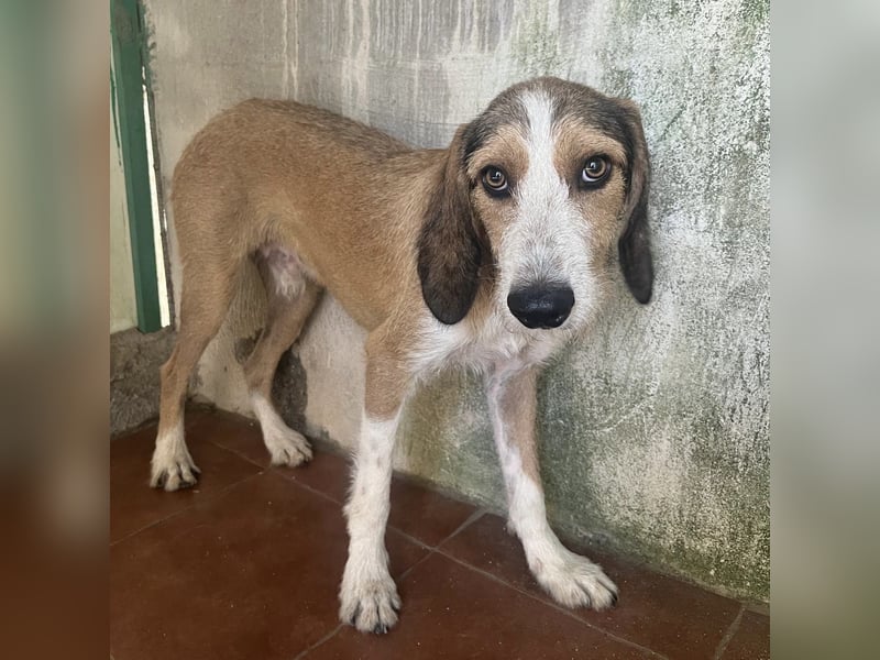 Sigmund - in Deutschland - zunächst schüchtern, dann  kuschelig - End- oder Pflegestelle gesucht