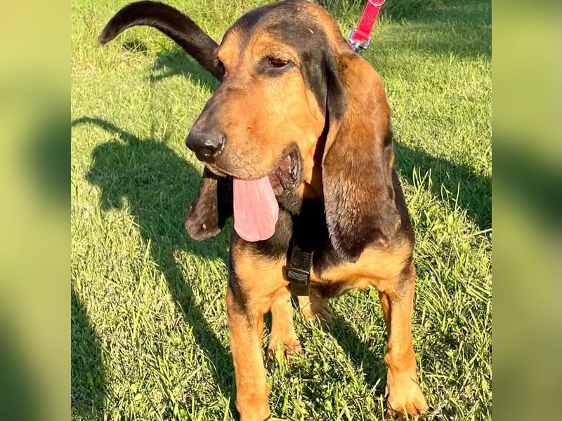 Fulvio (Fhul) - dynamischer lieber Bub