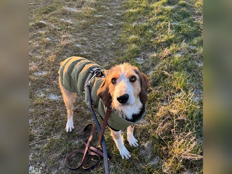 Sigmund - sensible, kuschelige, rauhhaarige Jagdnase sucht Zuhause bei ebensolchen Hundemenschen