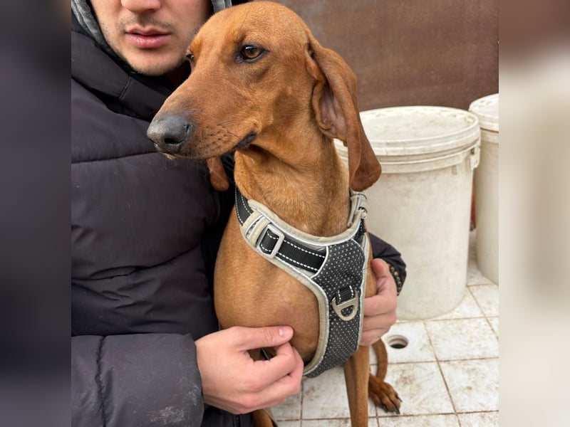 Ciro - wunderschöner, junger Bub