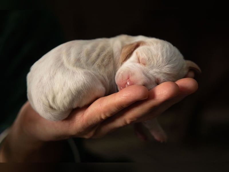 Bracco Italiano Welpen aus FCI-Zucht