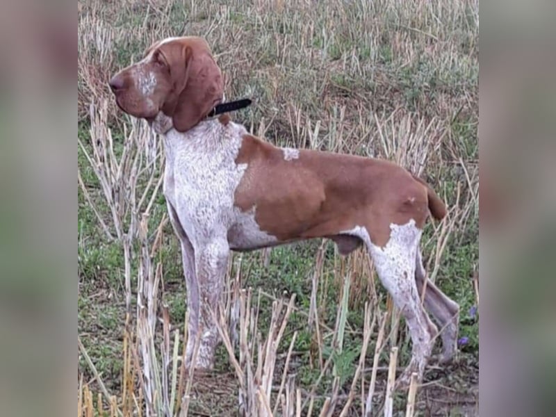 Bracco Italiano Welpen