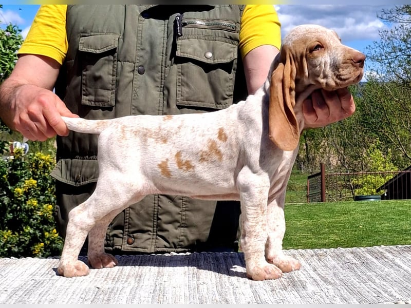 Bracco Italiano Welpen