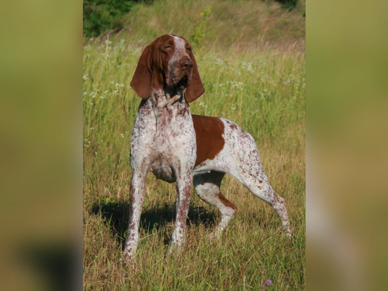 Bracco Italiano Welpen