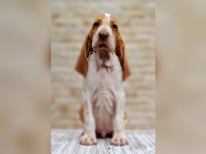 Bracco Italiano Welpen