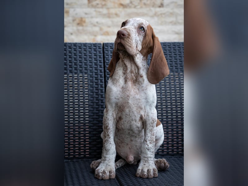 Bracco Italiano Welpe
