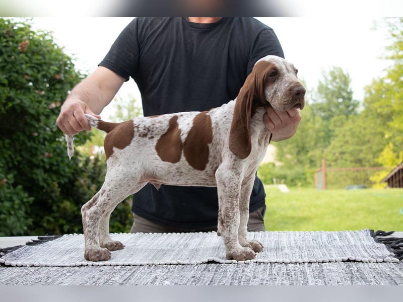 Bracco Italiano Welpe
