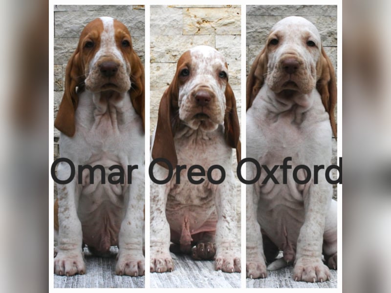 Bracco Italiano Welpen