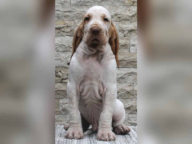 Bracco Italiano Welpen