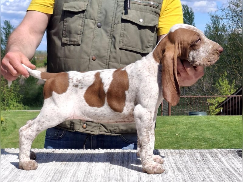 Bracco Italiano Welpen
