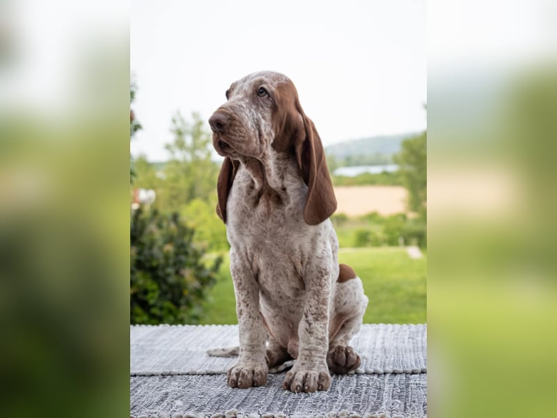Bracco Italiano Welpe