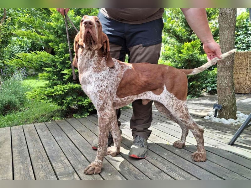 Bracco Italiano Rüde erreichbar zur Adoption