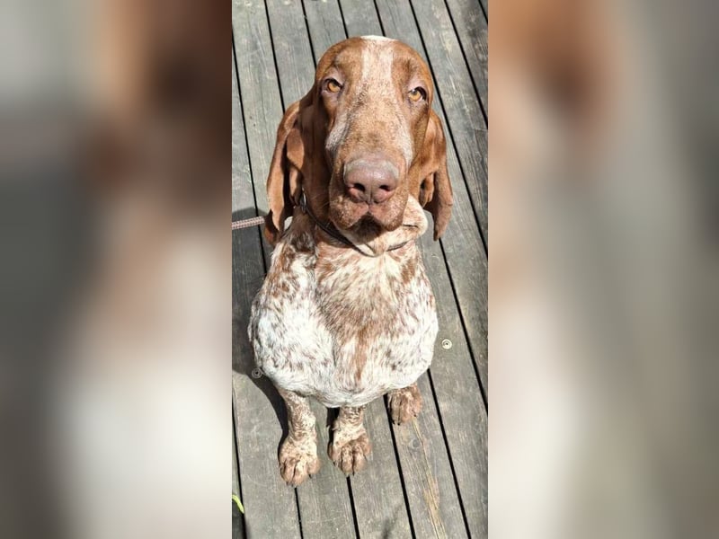 Bracco Italiano Rüde erreichbar zur Adoption