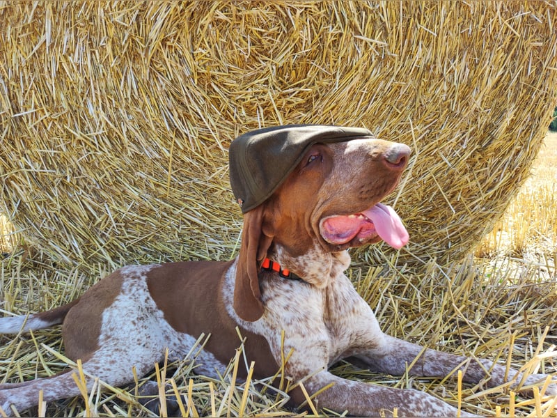 Bracco Italiano Rüde erreichbar zur Adoption