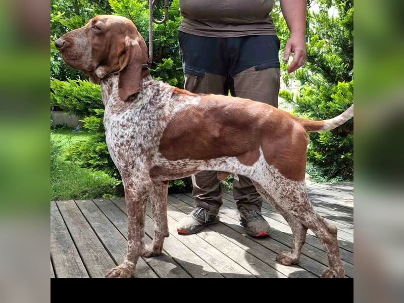 Bracco Italiano Rüde erreichbar zur Adoption