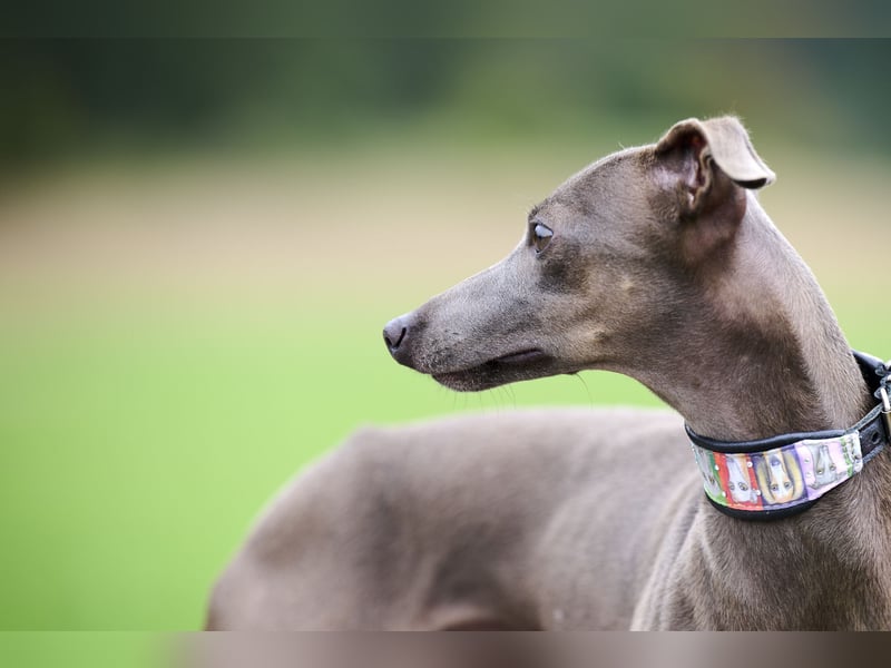 Wurfankündigung: Windspiele aus liebevoller und fachkundiger Hausaufzucht