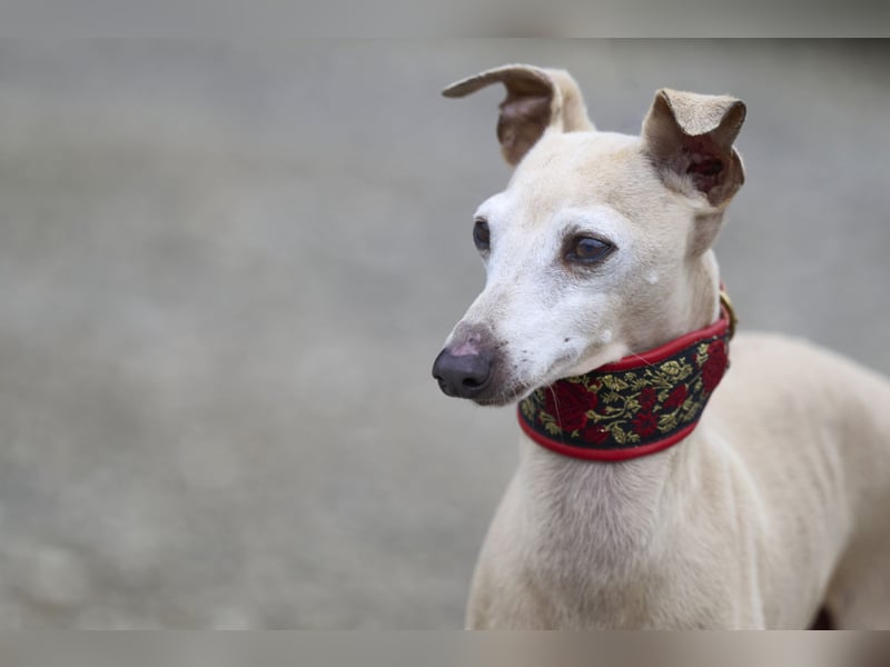 Wurfankündigung: Windspiele aus liebevoller und fachkundiger Hausaufzucht