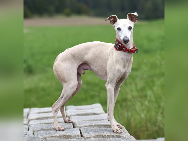 Wurfankündigung: Windspiele aus liebevoller und fachkundiger Hausaufzucht