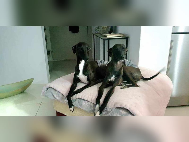 Italienisches Windspiel ... Italian Greyhound ... Sighthound