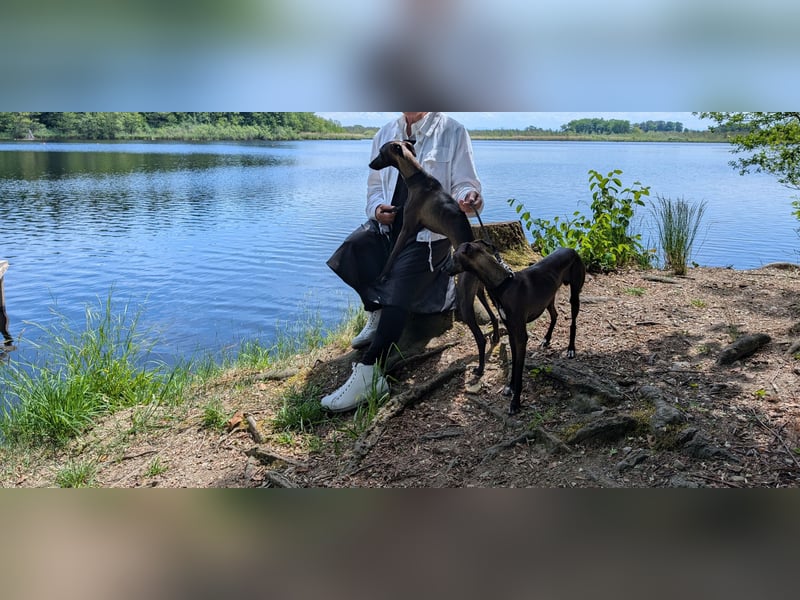 Italienisches Windspiel ... Italian Greyhound ... Sighthound