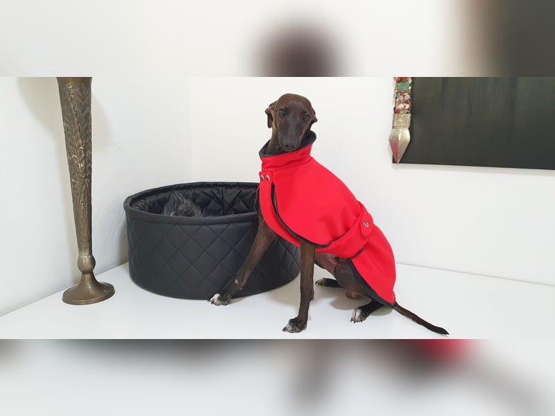 Italienisches Windspiel ... Italian Greyhound ... Sighthound